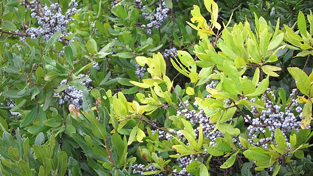 How-to-Propagate-Northern-Bayberry-Myrica-Pensylvanica-Shrub-1