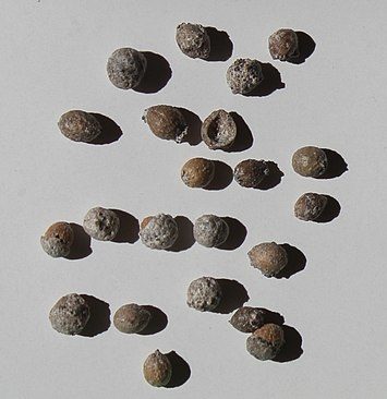 How-to-Propagate-Northern-Bayberry-Myrica-pensylvanica-seeds