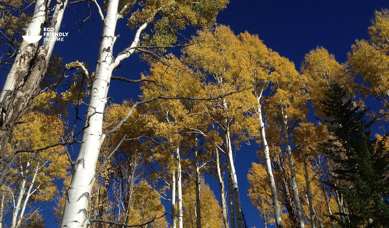 Quaking Aspen (Populus tremuloides) tree guide with Propagation