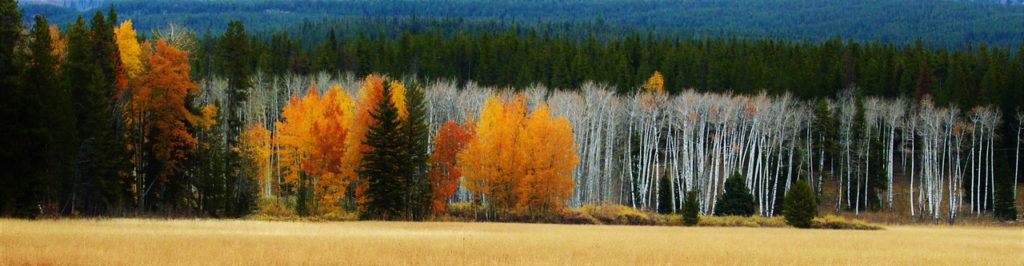 Quaking Aspen Populus tremuloides ecology