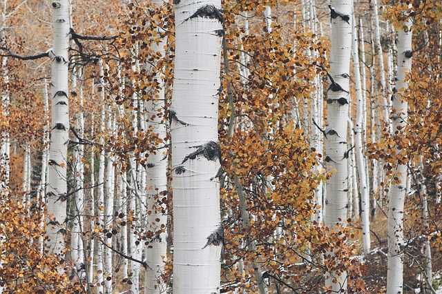 How to Propagate Quaking Aspen (Populus tremuloides) bark