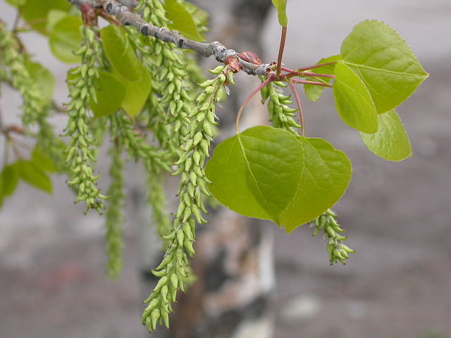 Quaking Aspen Catkins