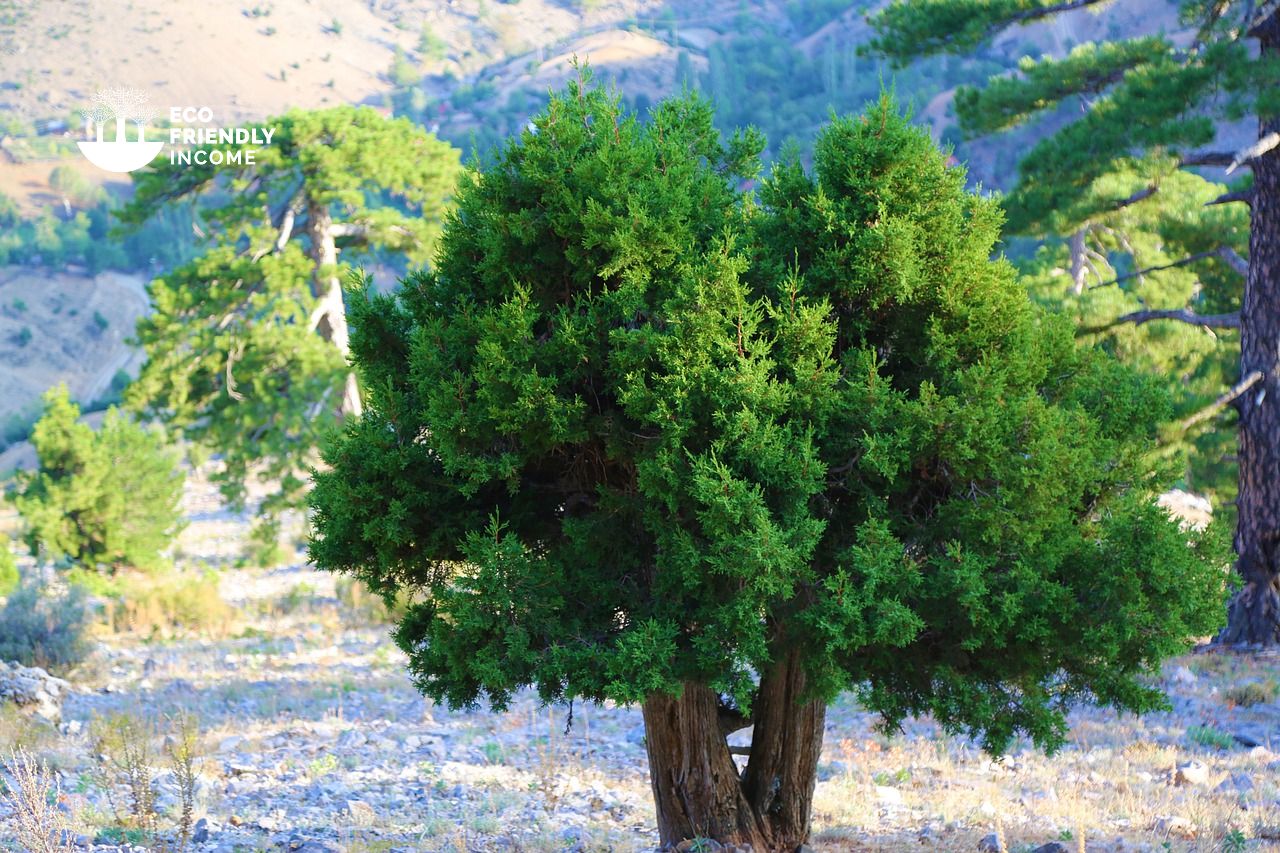 How to Propagate Rocky Mountain Juniper (Juniperus scopulorum) (1)