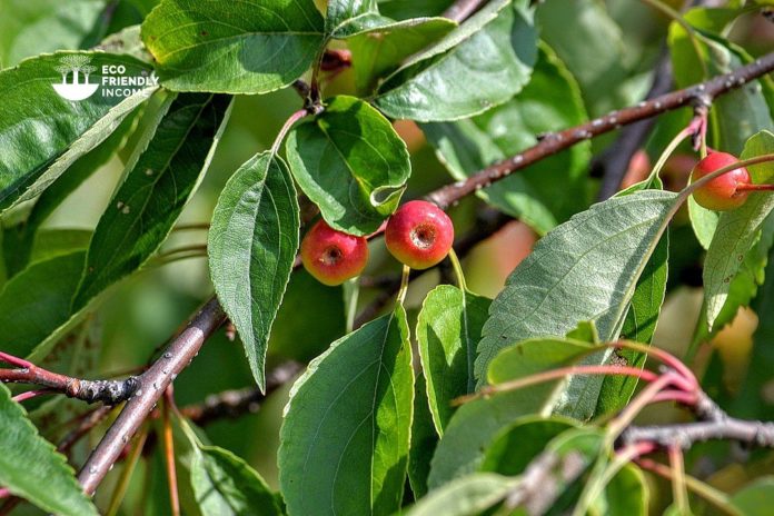 How to Propagate Siberian Crabapple Malus Baccata (1)