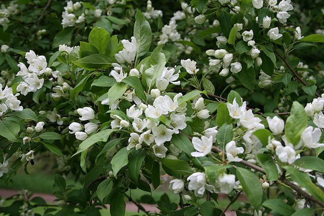 How-to-Propagate-Siberian-Crabapple-flowers