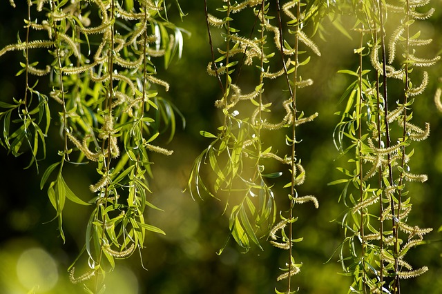 How to Propagate Weeping Willow salix babylonica 2