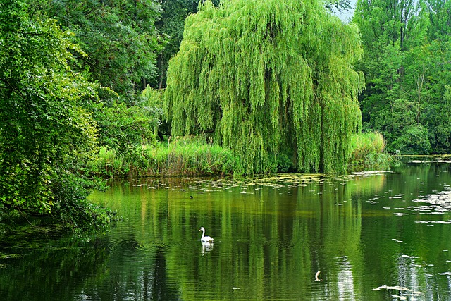 How to Propagate Weeping Willow salix babylonica