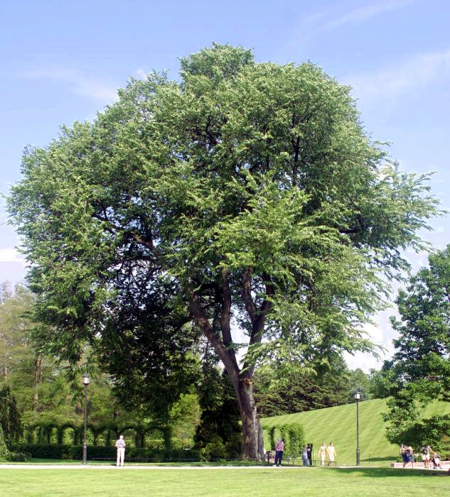 How-to-Propagate-White-Elm-Ulmus-americana