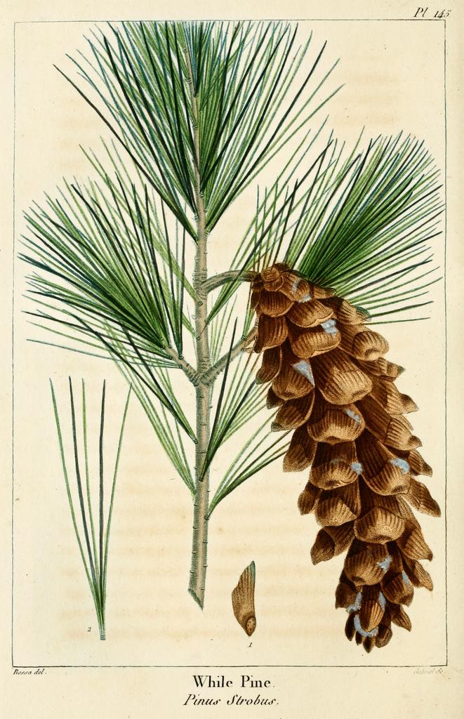 How-to-identify-White-Pine-Pinus-Strobus-Cone-4
