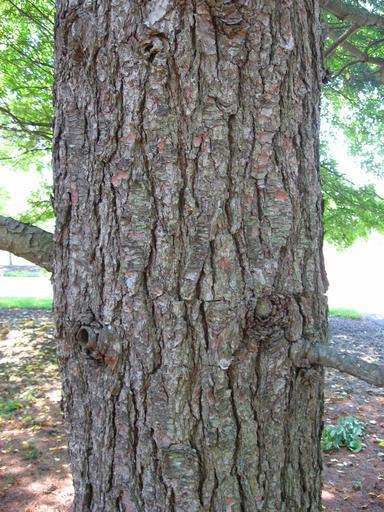 How-to-identify-white-pine-pinus-strobus-bark-2