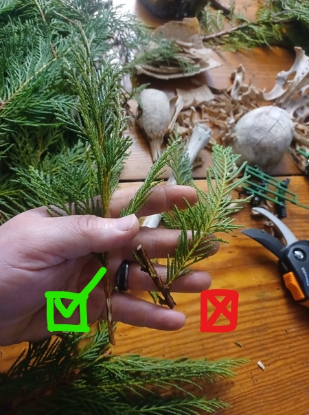 How-to-Propagate-Rocky-Mountain-Juniper-Juniperus-scopulorum-to-do_LI