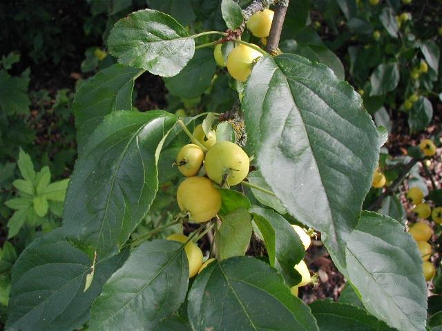 Leaves-how-to-propagate-siberian-crabapple-malus-baccata