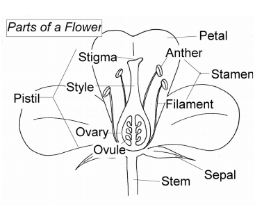 Parts-of-a-flower