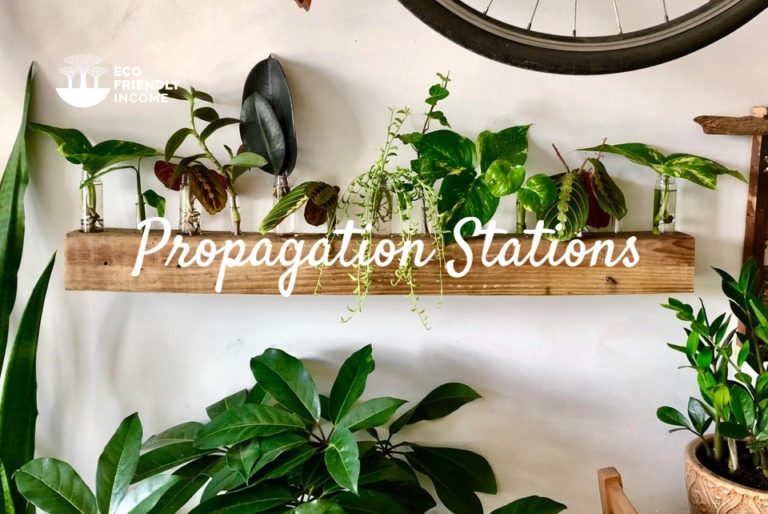 Plant Propagation Stations: 3 Ways to Start Now in 2022
