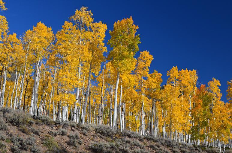 Quaking-Aspen-Populus-tremuloides-Pando