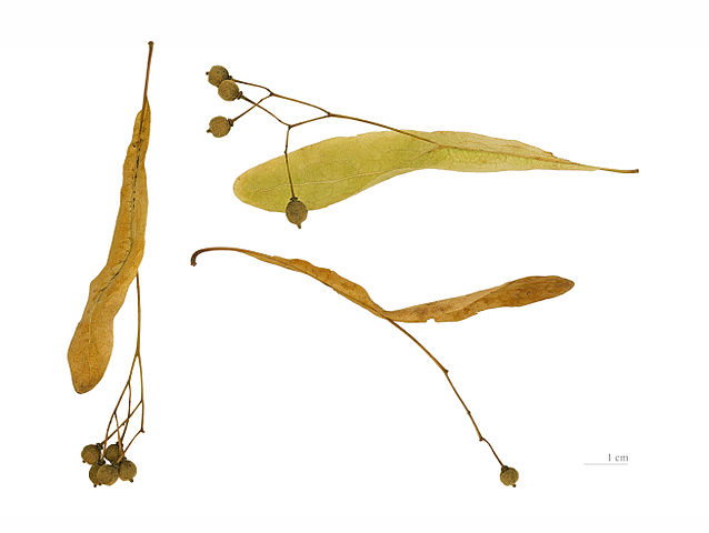 Tilia-Cordata-Seeds