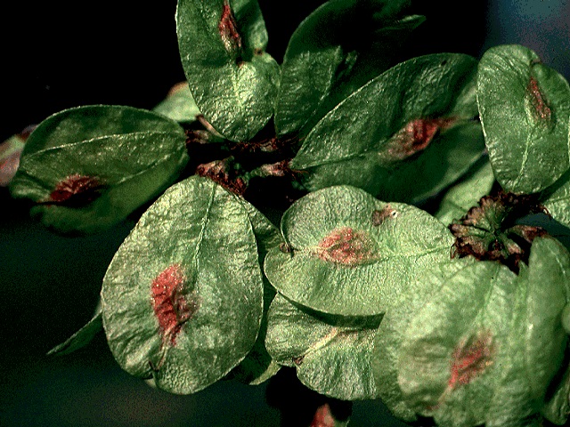 Ulmus-americana-fruit