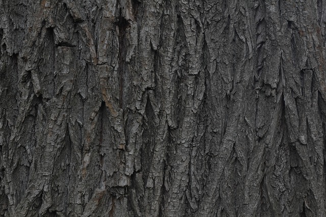 Weeping Willow Bark