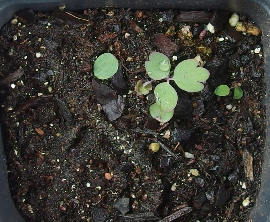 canada-columbine-aquilegia-canadensis-seedling