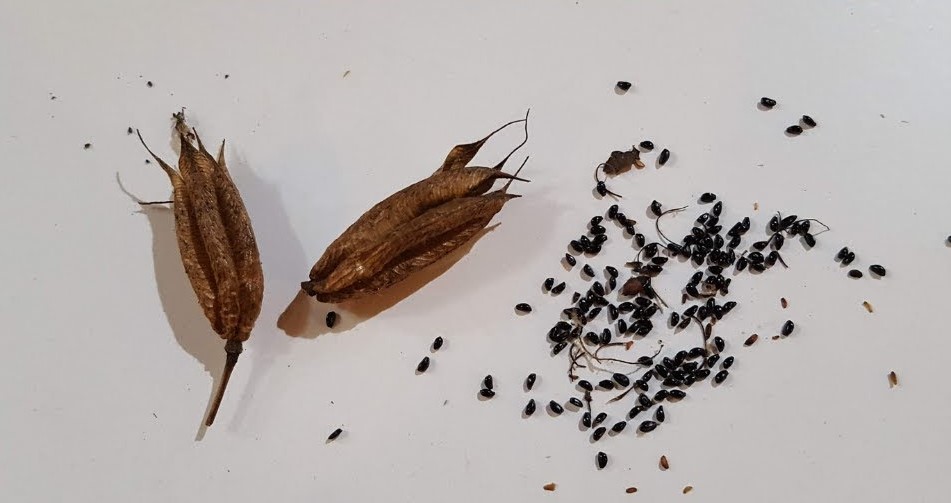 canada-columbine-propagation-seeds