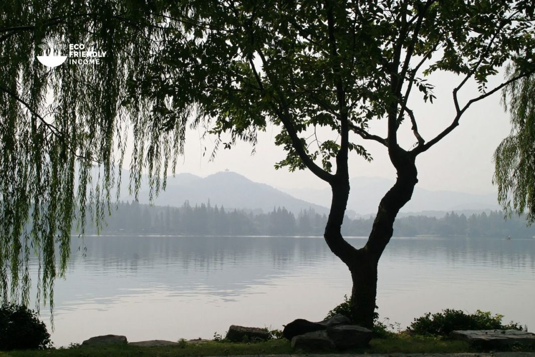 How to Propagate Weeping Willow (Salix babylonica)