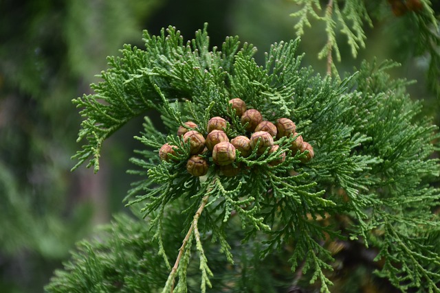 how-to-identify-Rocky-Mountain-Juniper-Juniperus-scopulorum-cones