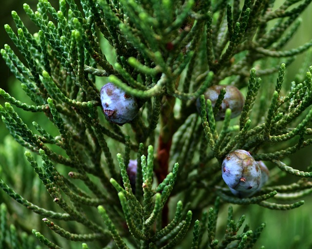 how-to-identify-Rocky-Mountain-Juniper-Juniperus-scopulorum-needles-2