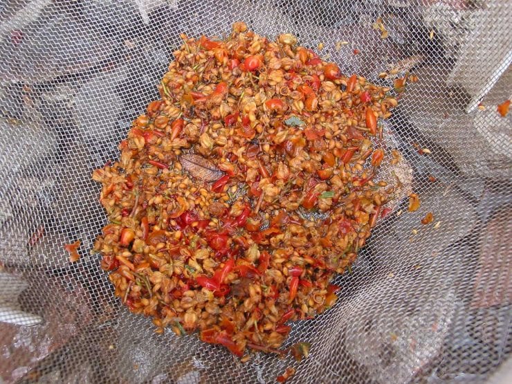 mountain-ash-seeds-extracted