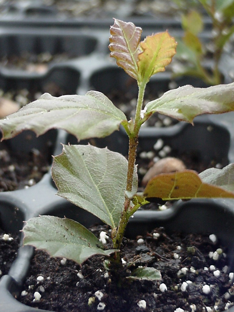 quercus-suber-seedling