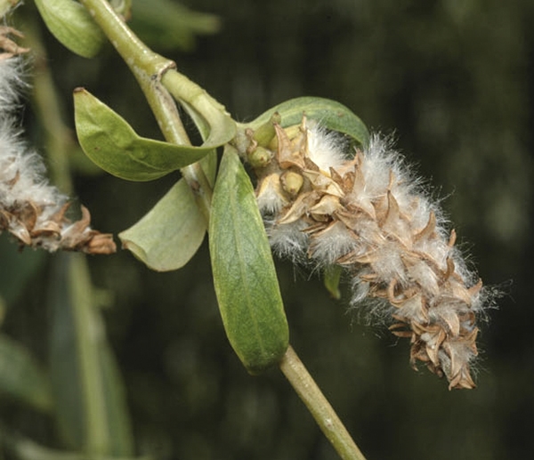 weeping willow seeds