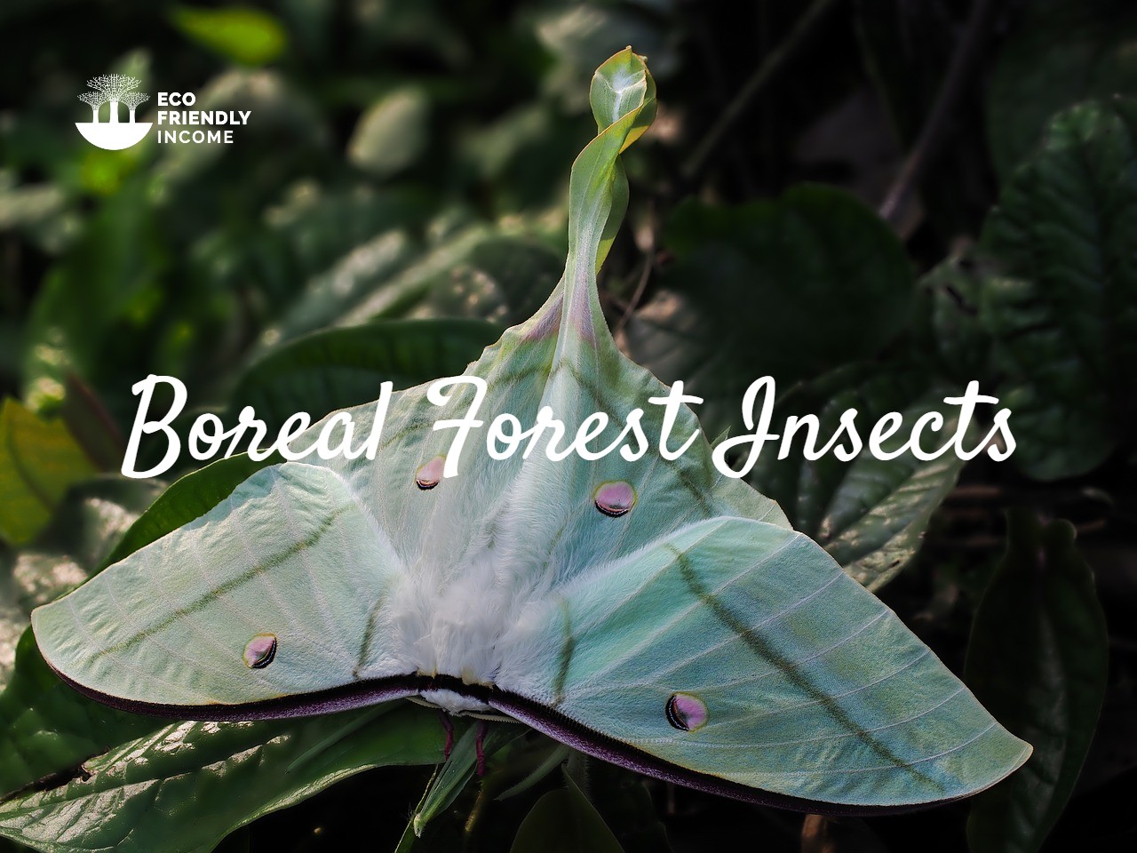 Boreal Forest Insects