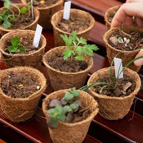 Coconut Husk Plant Propagation