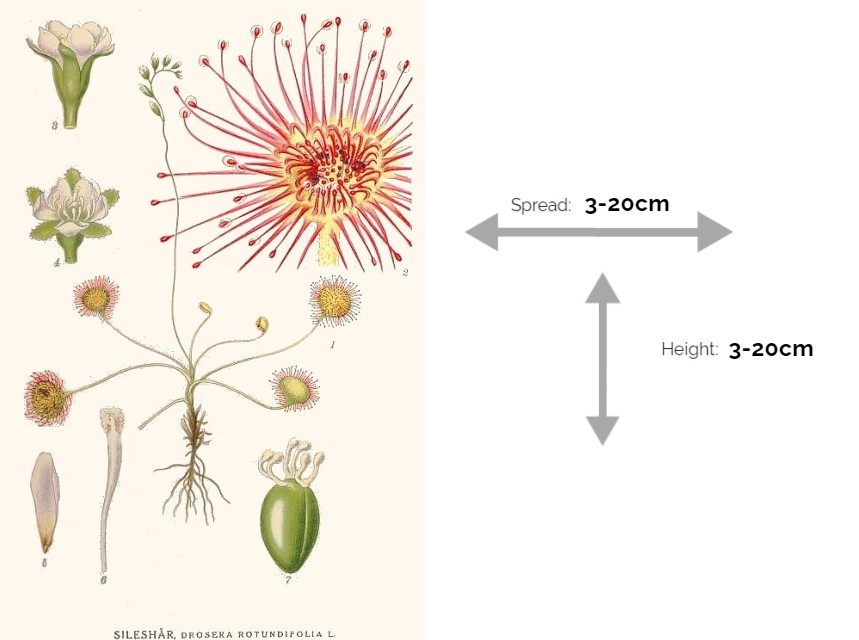 Common-Sundew-Drosera-Rotundifolia-Information-Chart