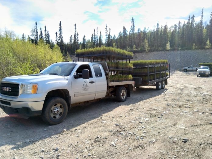 Essentials of a Tree Planting Business