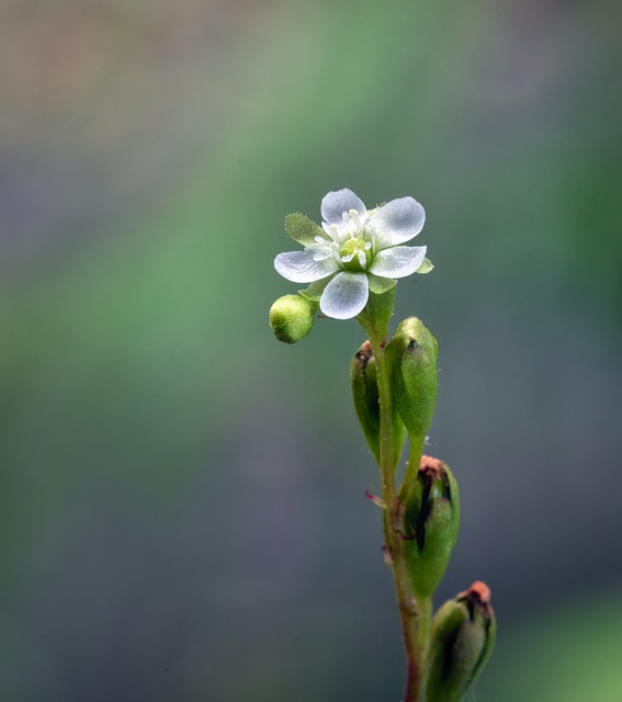How-to-Identify-Common-Sundew-Drosera-rotundifolia-Flowers