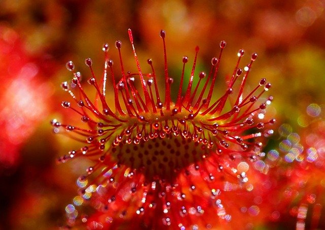 How-to-Identify-Common-Sundew-Drosera-rotundifolia-Leaves