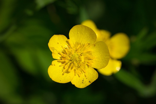 How-to-Identify-Marsh-Marygold-Caltha-palustris-Flowers