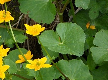 How-to-Identify-Marsh-Marygold-Caltha-palustris-Leaves