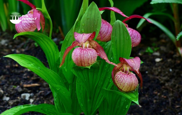 How to Identify & Propagate Lady's Slippers Cypripedium reginae