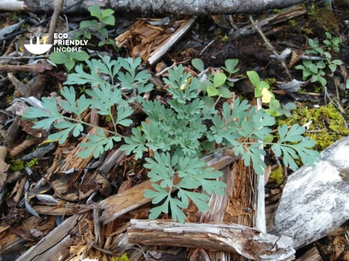 How to Identify & Propagate Rock Harlequin (Corydalis sempervirens) 2 (1)