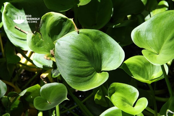 How to Identify & Propagate Water Arum (Calla palustris)