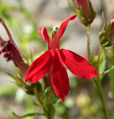 How-to-Identify-Red-Lobelia-Lobelia-cardinalis-Flowers