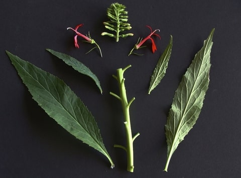 How to Identify Red Lobelia (Lobelia cardinalis) leaves 3