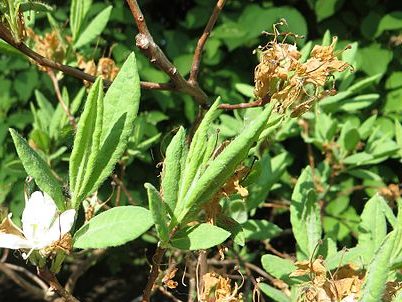 How to identify rhodora (rhododendron canadense) leaves