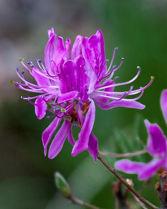 How to identify rhodora (rhododendron canadense) flowers