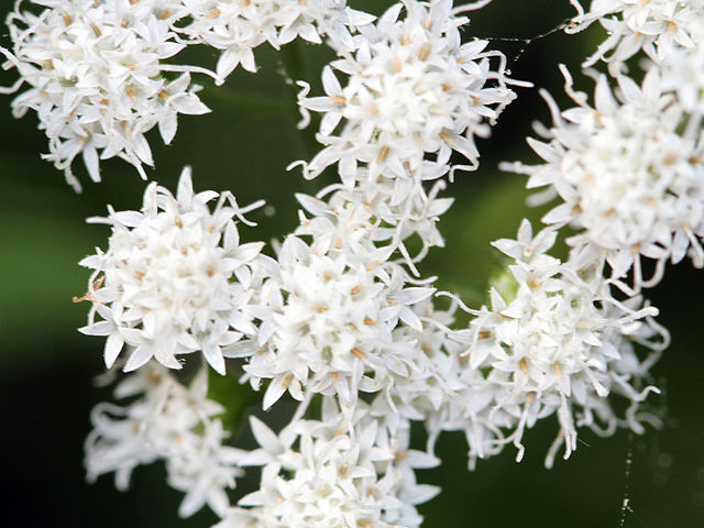 How-to-Identify-White-Snakeroot-Ageratina-altissima-flowers