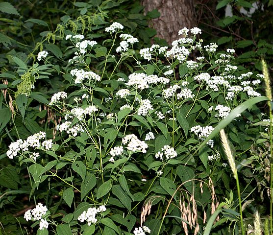 How to Identify White Snakeroot Ageratina altissima leaves 1