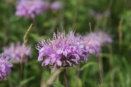 How-to-Identify-Wild-Bergamot-Monarda-Fistulosa-flowers