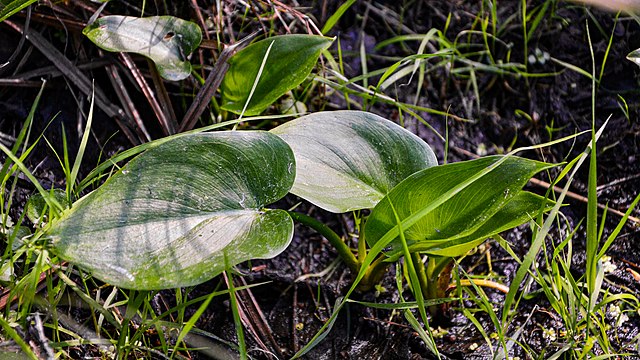 How to identify Water Arum (Calla palustris) leaves
