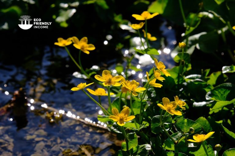 How to Propagate Marsh Marigolds (Caltha palustris) (2)